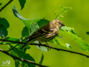 Thrush - Drozd
